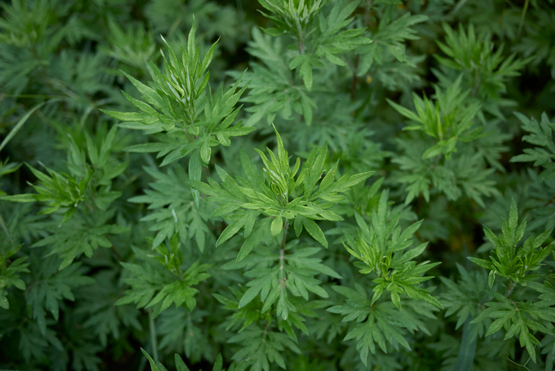 Artemisia vulgaris